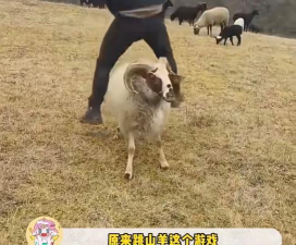 好玩的跳山羊游戏推荐:趣味小羊跳跃闯关合集2026 好玩的跳山羊游戏推荐:趣味小羊跳跃闯关合集2026