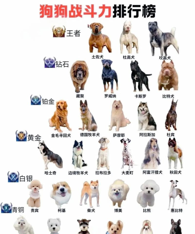 宠物集结宠物强度排行榜 宠物集结宠物强度排行榜