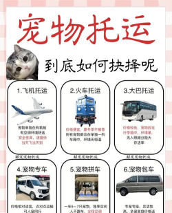 实用可靠的宠物托运平台APP推荐 实用可靠的宠物托运平台APP推荐