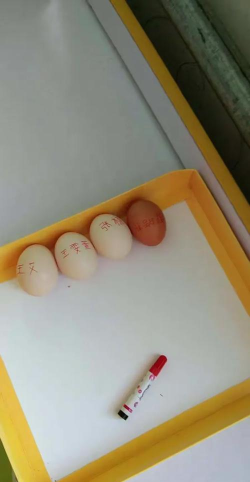 2026年经典鸡蛋主题老游戏盘点:从《捣蛋鸡》到《鸡蛋保卫战》的怀旧合集 2026年经典鸡蛋主题老游戏盘点:从《捣蛋鸡》到《鸡蛋保卫战》的怀旧合集