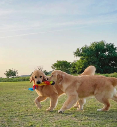 金毛爱玩什么游戏,互动乐趣多,增进感情好方法 金毛爱玩什么游戏,互动乐趣多,增进感情好方法