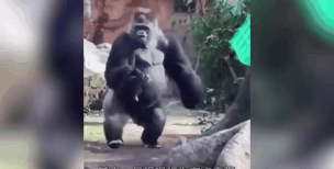 游戏恐怖猩猩怎么玩,掌握核心技巧,轻松应对恐怖挑战 游戏恐怖猩猩怎么玩,掌握核心技巧,轻松应对恐怖挑战