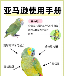 鹦鹉收纳游戏攻略,轻松整理小技巧,快速通关秘籍 鹦鹉收纳游戏攻略,轻松整理小技巧,快速通关秘籍