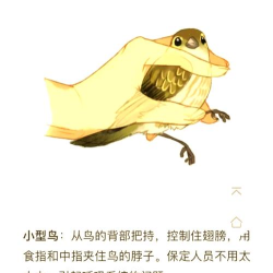 求偶游戏鸟类怎么玩,揭秘奇特求偶行为,探索背后生存智慧 求偶游戏鸟类怎么玩,揭秘奇特求偶行为,探索背后生存智慧