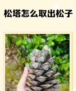 松树童子游戏怎么玩,轻松上手攻略,解锁趣味玩法 松树童子游戏怎么玩,轻松上手攻略,解锁趣味玩法