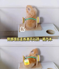 仓鼠吃糖游戏怎么玩,掌握核心玩法技巧,轻松获得高分奖励 仓鼠吃糖游戏怎么玩,掌握核心玩法技巧,轻松获得高分奖励