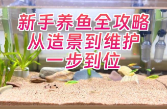 水瓶养鱼游戏攻略,轻松上手技巧,快速通关秘籍 水瓶养鱼游戏攻略,轻松上手技巧,快速通关秘籍