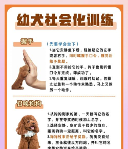 狗狗定力游戏,提升服从能力,增进主人与宠物默契 狗狗定力游戏,提升服从能力,增进主人与宠物默契