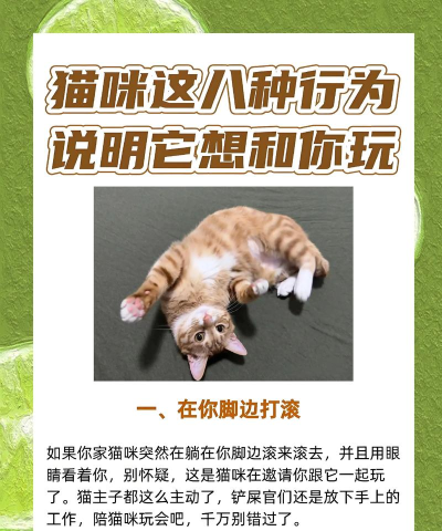 猫咪报复游戏怎么玩,掌握规则技巧,享受趣味互动 猫咪报复游戏怎么玩,掌握规则技巧,享受趣味互动