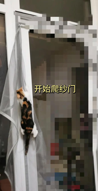 猫猫枪,游戏中的萌趣武器,带来独特战斗体验 猫猫枪,游戏中的萌趣武器,带来独特战斗体验
