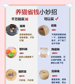 养猫咪游戏攻略,新手入门指南,进阶技巧分享 养猫咪游戏攻略,新手入门指南,进阶技巧分享