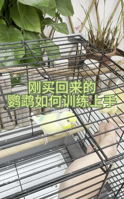 孤单小鸟游戏怎么玩,掌握核心规则,轻松上手体验 孤单小鸟游戏怎么玩,掌握核心规则,轻松上手体验