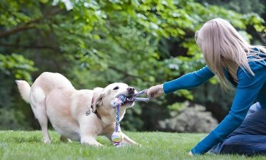 狗子照片游戏怎么玩,创意互动新玩法,轻松增进宠物感情 狗子照片游戏怎么玩,创意互动新玩法,轻松增进宠物感情