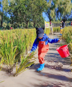种水稻的游戏,体验田园生活,感受农耕乐趣 种水稻的游戏,体验田园生活,感受农耕乐趣