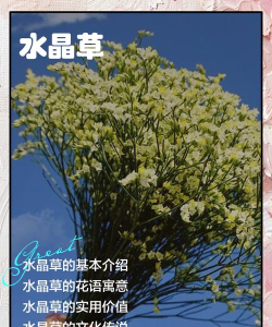 水晶草游戏怎么玩,掌握核心规则,轻松上手体验 水晶草游戏怎么玩,掌握核心规则,轻松上手体验