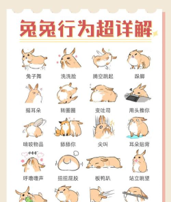 兔子被刺游戏怎么玩,规则详解,趣味玩法分享 兔子被刺游戏怎么玩,规则详解,趣味玩法分享