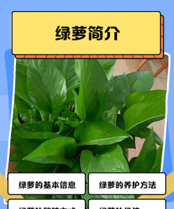 绿萝卜是什么游戏,简单玩法介绍,独特魅力解析 绿萝卜是什么游戏,简单玩法介绍,独特魅力解析