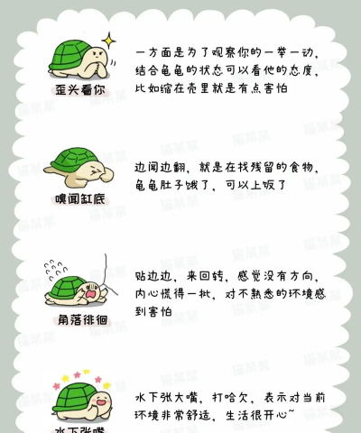 救助乌龟游戏怎么玩,掌握核心玩法技巧,轻松上手拯救小乌龟 救助乌龟游戏怎么玩,掌握核心玩法技巧,轻松上手拯救小乌龟