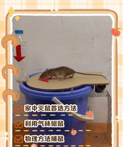 老鼠解压游戏怎么玩,掌握核心玩法技巧,轻松释放压力乐趣多 老鼠解压游戏怎么玩,掌握核心玩法技巧,轻松释放压力乐趣多