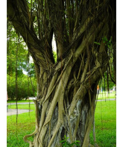 榕树绿荫是什么游戏,轻松休闲的放置玩法,治愈心灵的绿色世界 榕树绿荫是什么游戏,轻松休闲的放置玩法,治愈心灵的绿色世界