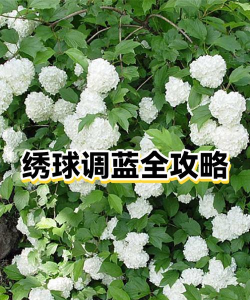 绣球消灭游戏怎么玩,掌握核心规则,快速上手体验 绣球消灭游戏怎么玩,掌握核心规则,快速上手体验