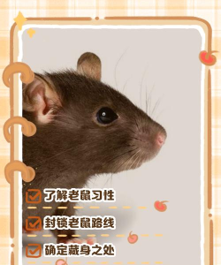 尖叫老鼠游戏攻略,掌握核心技巧,轻松通关无压力 尖叫老鼠游戏攻略,掌握核心技巧,轻松通关无压力