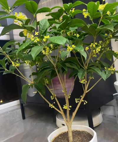 桂花树怎么种植,选对方法,轻松上手 桂花树怎么种植,选对方法,轻松上手