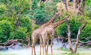 龙谷情缘什么游戏,玩法特色介绍,适合人群分析 龙谷情缘什么游戏,玩法特色介绍,适合人群分析