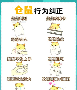 仓鼠真的游戏怎么玩,新手入门指南,轻松上手技巧 仓鼠真的游戏怎么玩,新手入门指南,轻松上手技巧