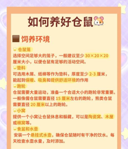 养老鼠游戏攻略,新手入门指南,快速上手技巧 养老鼠游戏攻略,新手入门指南,快速上手技巧