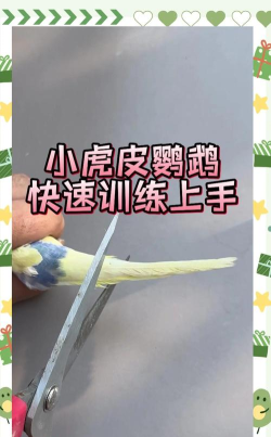 混入小鸟游戏怎么玩,掌握核心玩法,轻松上手体验 混入小鸟游戏怎么玩,掌握核心玩法,轻松上手体验