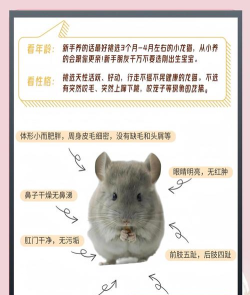 龙猫游戏攻略,新手入门指南,快速上手技巧 龙猫游戏攻略,新手入门指南,快速上手技巧