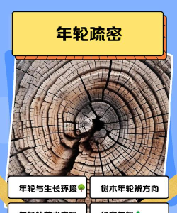 年轮游戏世界攻略,新手快速上手,高手进阶技巧 年轮游戏世界攻略,新手快速上手,高手进阶技巧