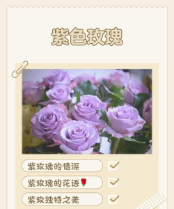 紫色玫瑰是什么游戏,玩法特点介绍,适合人群分析 紫色玫瑰是什么游戏,玩法特点介绍,适合人群分析