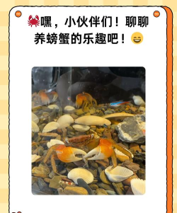 海蟹养成游戏攻略,掌握核心玩法,轻松提升养成效率 海蟹养成游戏攻略,掌握核心玩法,轻松提升养成效率