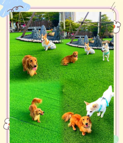 小狗仔玩什么游戏,互动乐趣多,增进感情好 小狗仔玩什么游戏,互动乐趣多,增进感情好