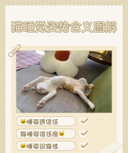 猫咪睡觉是什么游戏,玩法简单,适合放松,体验治愈感 猫咪睡觉是什么游戏,玩法简单,适合放松,体验治愈感