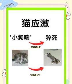 猫咪接吻游戏怎么玩,轻松互动,增进感情 猫咪接吻游戏怎么玩,轻松互动,增进感情