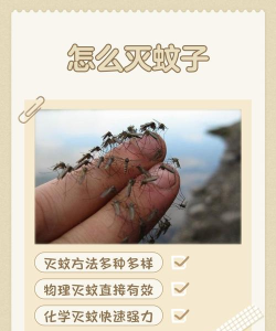 蚊子帮下载慢应对方法 蚊子帮下载慢应对方法