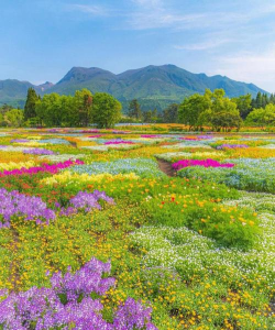 异环乡村花海在哪 异环乡村花海在哪
