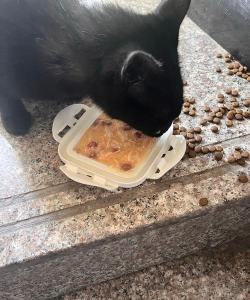 猫好货坏上线日期定了吗 猫好货坏上线日期定了吗