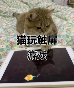 猫咪爱玩游戏手机游戏推荐 猫咪爱玩游戏手机游戏推荐