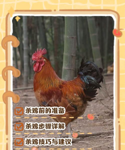 杀鸡是什么游戏 杀鸡是什么游戏