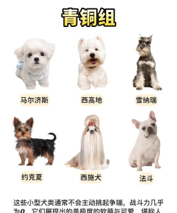 宠物集结宠物强度排行榜 宠物集结宠物强度排行榜