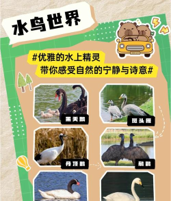 动物过山车攻略游戏,掌握技巧轻松通关,体验刺激欢乐旅程 动物过山车攻略游戏,掌握技巧轻松通关,体验刺激欢乐旅程