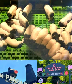 跟猪玩什么游戏,互动乐趣多,增进感情好 跟猪玩什么游戏,互动乐趣多,增进感情好