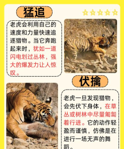 狩猎动物游戏攻略,掌握核心技巧,轻松捕获目标猎物 狩猎动物游戏攻略,掌握核心技巧,轻松捕获目标猎物