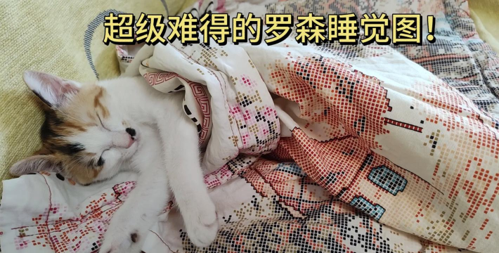 猫猫枪,游戏中的萌趣武器,带来独特战斗体验 猫猫枪,游戏中的萌趣武器,带来独特战斗体验
