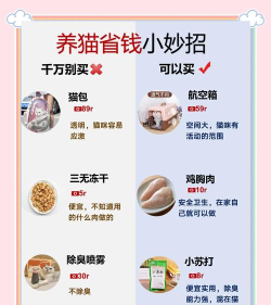 养猫咪游戏攻略,新手入门指南,进阶技巧分享 养猫咪游戏攻略,新手入门指南,进阶技巧分享