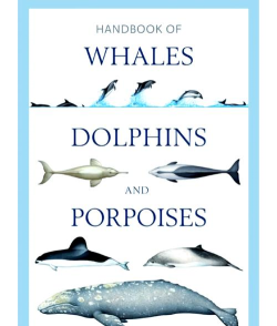 巨型沙鱼游戏攻略,轻松通关技巧,新手必看指南 巨型沙鱼游戏攻略,轻松通关技巧,新手必看指南